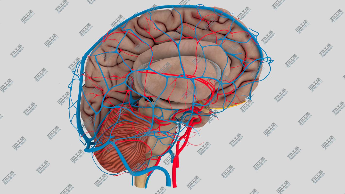 images/goods_img/202104021/3D model Human Brain Anatomy/2.jpg